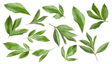 Yeşil şakayık yaprakları beyaz üzerine izole, set