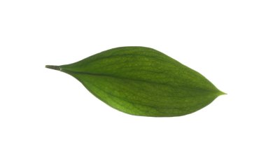 One fresh green Ruscus leaf isolated on white