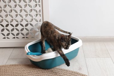 Şirin kedi, çöp kutusu ve yerde kepçe.