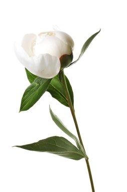 Beyaz yapraklı güzel şakayık çiçekleri