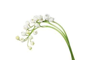 Vadinin güzel kokulu çiçekleri beyazlar üzerinde izole edilmiş.