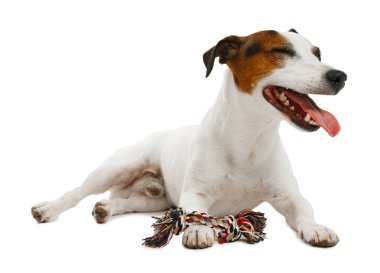 Beyaz arka planda oyuncakla oynayan sevimli bir köpek. Sevimli hayvan