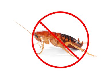 Haşere kontrolü. Beyaz arka planda kırmızı yasak işareti olan hamamböceği.