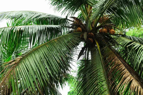 Palmiye ağaçlarında yetişen hindistan cevizleri, alt manzara.