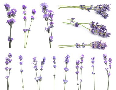 Beyaz arka planda güzel lavanta çiçekleri, kolaj