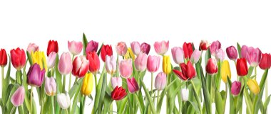 Beyaz arka planda güzel, parlak lale çiçekleri