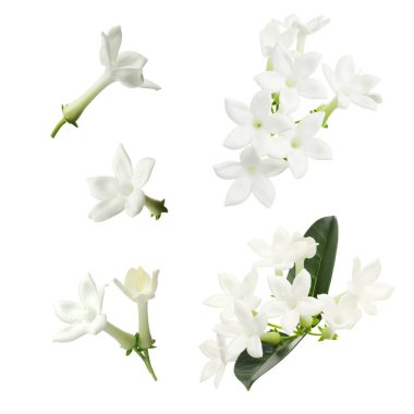 Güzel küçük yasemin çiçekleri ve yeşil yapraklar beyaz üzerine izole edilmiş.