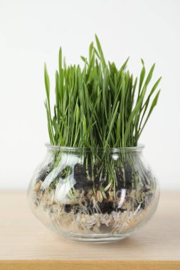 Buğday çimi şeffaf tencerede, ahşap masada, ışık duvarının yanında, yakın plan.