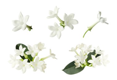 Güzel küçük yasemin çiçekleri ve yeşil yapraklar beyaz üzerine izole edilmiş.