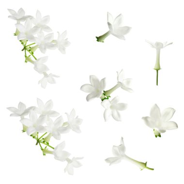 Güzel, küçük yasemin çiçekleri beyazlar üzerinde izole edilmiş.