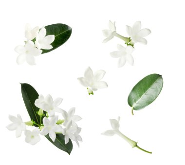 Güzel küçük yasemin çiçekleri ve yeşil yapraklar beyaz üzerine izole edilmiş.