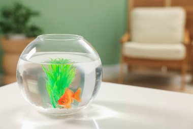 Akvaryumda beyaz masada temiz suyla yüzen altın balıklar.