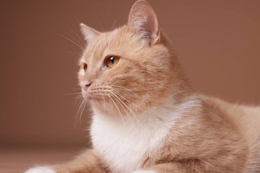 Bej arka planda sevimli kızıl kedi, yakın plan.