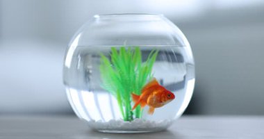 Akvaryumda yüzen altın balıklar gri masada temiz suyla bulanık arka planda, yakın plan