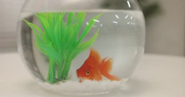 Akvaryumdaki akvaryumda Japon balığı, kapalı masa, yakın plan.