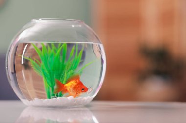 Akvaryumda yüzen altın balıklar, beyaz masada temiz suyla, kapalı alanda, yakın plan. Metin için boşluk