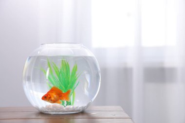 Akvaryumda beyaz masada temiz suyla yüzen altın balıklar.