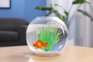 Akvaryumda yüzen altın balıklar ahşap masada temiz suyla kapalı alanda yüzerler.