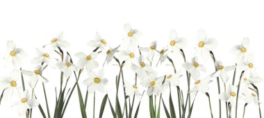 Beyaz arka planda güzel taze nergis çiçekleri