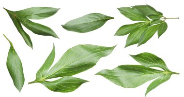 Yeşil şakayık yaprakları beyaz üzerine izole, set