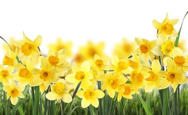 Beyaz arkaplanda güzel sarı nergis çiçekleri