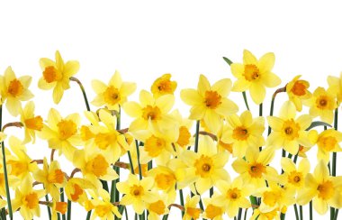 Beyaz arkaplanda güzel sarı nergis çiçekleri