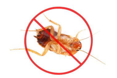 Haşere kontrolü. Beyaz arka planda kırmızı yasak işareti olan hamamböceği.