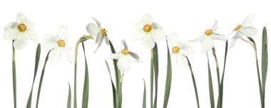 Beyaz arka planda güzel aromatik nergis çiçekleri