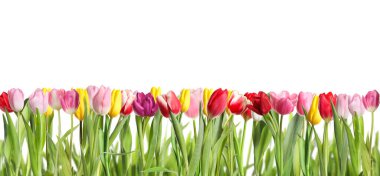 Beyaz arka planda güzel, parlak lale çiçekleri