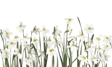 Beyaz arka planda güzel taze nergis çiçekleri