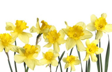 Beyaz arkaplanda güzel sarı nergis çiçekleri