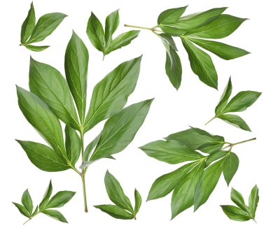 Yeşil şakayık yaprakları beyaz üzerine izole, set