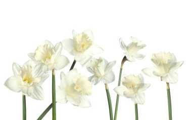 Beyaz arka planda güzel taze nergis çiçekleri