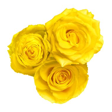 Güzel sarı gül çiçekleri beyaz üzerine izole edilmiş.