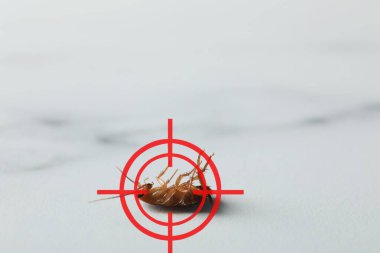 Işık yüzeyinde kırmızı hedef sembolü olan ölü hamamböceği, yakın plan. Haşere kontrolü