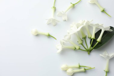 Beyaz arka planda yasemin çiçekleri, düz bir zemin. Metin için boşluk