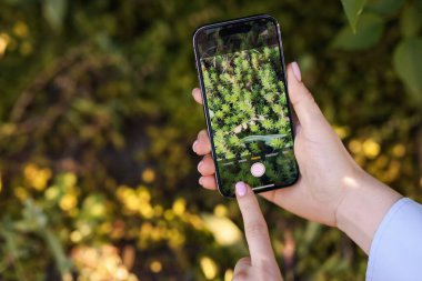 Açık havada akıllı telefonda bitki tanıma uygulaması kullanan bir kadın, yakın plan. Metin için boşluk