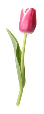 beyaz izole bir güzel Pembe Lale