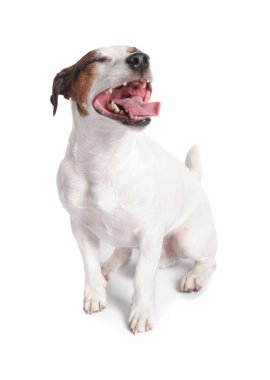 Beyaz arka planda oturan şirin Jack Russell Terrier köpeği.