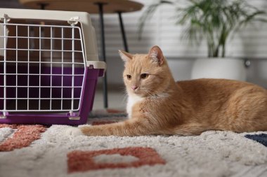 Şirin kedi ve hayvan taşıyıcısı evde yerde.