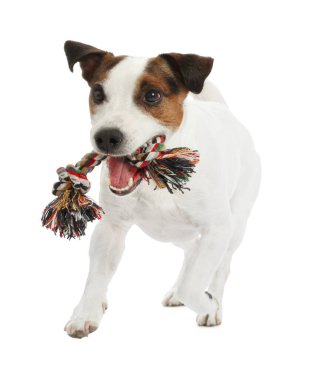 Beyaz arka planda oyuncakla oynayan sevimli bir köpek. Sevimli hayvan