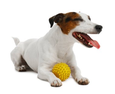 Beyaz arka planda oyuncakla oynayan sevimli bir köpek. Sevimli hayvan