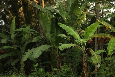 Dışarıda yeşil yapraklı bir sürü tropikal bitki var.