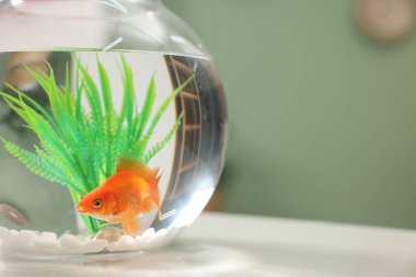 Akvaryumda yüzen altın balıklar, beyaz masada temiz suyla, kapalı alanda, yakın plan. Metin için boşluk