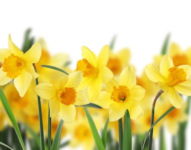 Beyaz arkaplanda güzel sarı nergis çiçekleri