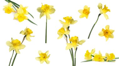 Aromatik sarı nergis çiçekleri beyaz arka planda, set