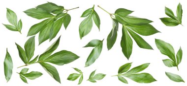 Yeşil şakayık yaprakları beyaz üzerine izole, set