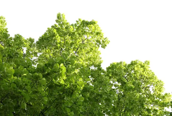 Yeşil yapraklı güzel ağaç dalları, alçak açı manzaralı.
