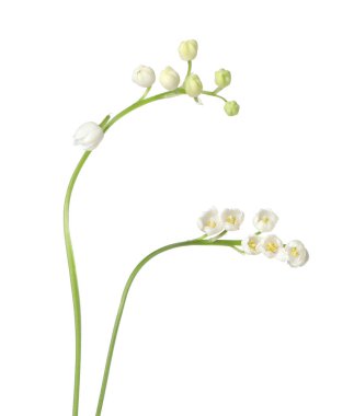 Vadinin güzel kokulu çiçekleri beyazlar üzerinde izole edilmiş.