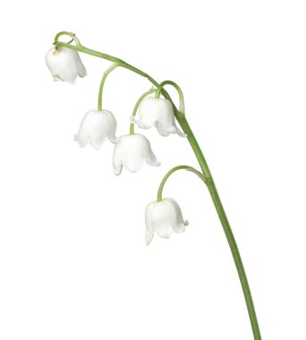 Vadinin güzel kokulu çiçekleri beyazlar üzerinde izole edilmiş.